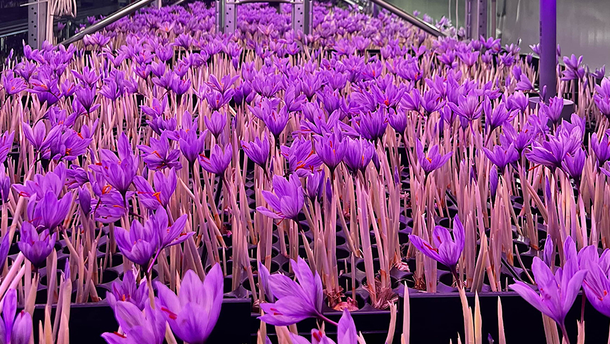 Innovative saffron farming methods taking root in Slovakia