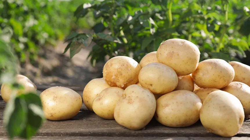 Akou cestou prejdú zemiaky až k vám